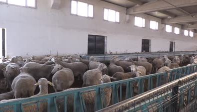 TKDK hibesiyle hayvancılığını geliştirdi, koyun sürüsünü büyüttü