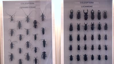 Türkiye’nin en büyük böcek müzesi KSÜ’de açılıyor