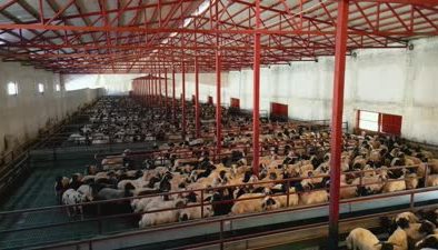 Vanlı girişimcinin koyun sürüsü başarı hikayesi