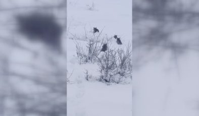 Bingöl’de vaşak ve yavruları görüntülendi