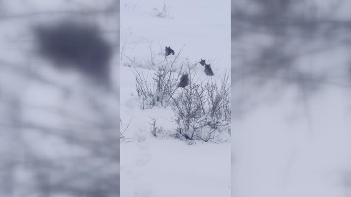 Bingöl’de vaşak ve yavruları görüntülendi