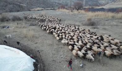 Hayvancılığın kalbi Uludere: Veteriner hekimler sahada