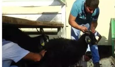 Kulp’ta Buzağı destekleme icmalleri askıya çıktı