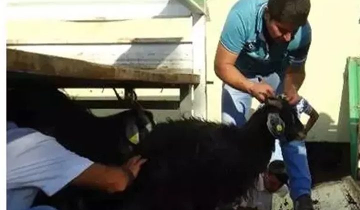 Kulp’ta Buzağı destekleme icmalleri askıya çıktı