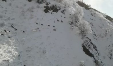 Sivas’ta belgesel tadında yaban keçisi sürüsü görüntülendi