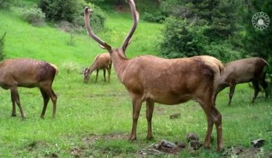 Fotokapanlar, Çorum’da yaban hayatını ortaya çıkardı