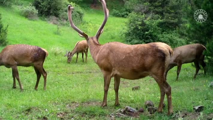Fotokapanlar, Çorum’da yaban hayatını ortaya çıkardı