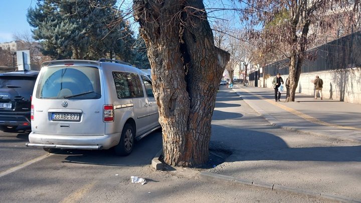 Asra Dayanan Ağaç Tehdit Altında!