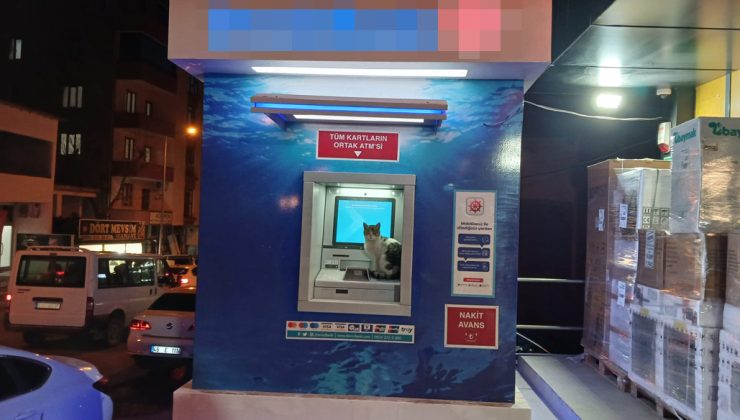 Bankamatiğin ilk misafiri kediler oldu