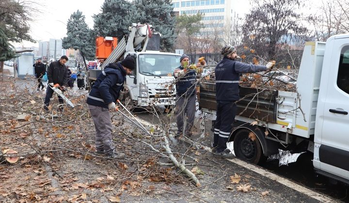 Diyarbakır’da 25 bin ağaç budandı