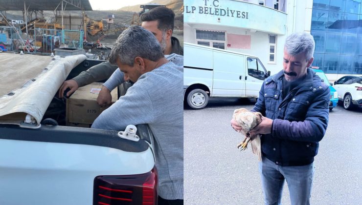 Kulp’ta yaralı yavru kartal kurtarıldı