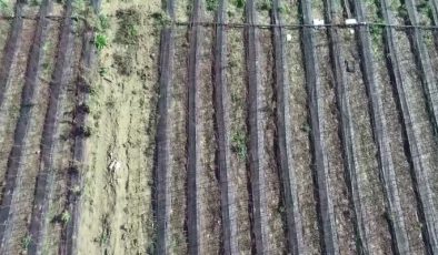 5 dönümle başladı, Çanakkale’nin en büyük fidan ihracatçısı oldu