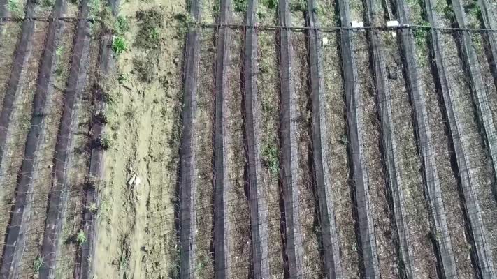 5 dönümle başladı, Çanakkale’nin en büyük fidan ihracatçısı oldu