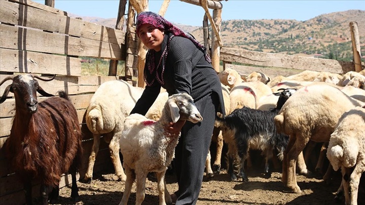 Adıyamanlı aile depremde telef olan hayvanlarına devlet desteğiyle tekrar kavuştu