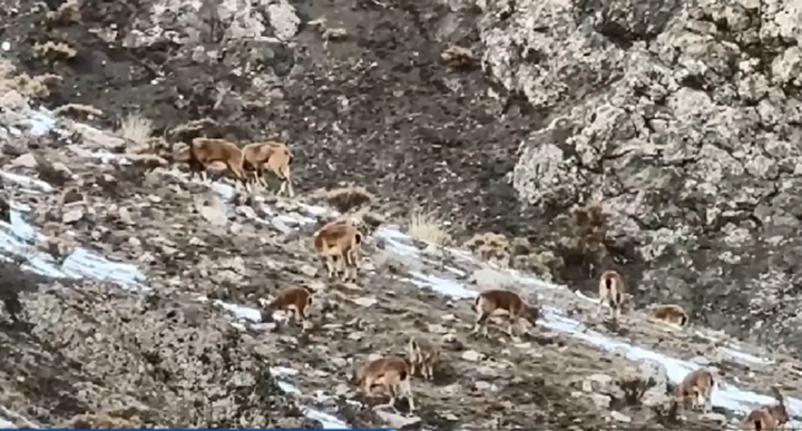 Sürü halindeki dağ keçileri görüntülendi