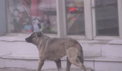 Doğu Anadolu buz kesti, Ardahan ve Kars’ta hayat dondu