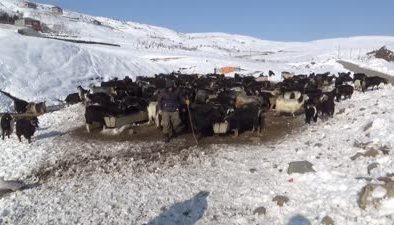 Muş’ta besiciler zorlu kış şartlarında hayvanlarına bakıyor