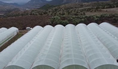 Bilecik’te devlet desteğiyle sera kuran biyolog, marul ve domates üretiyor