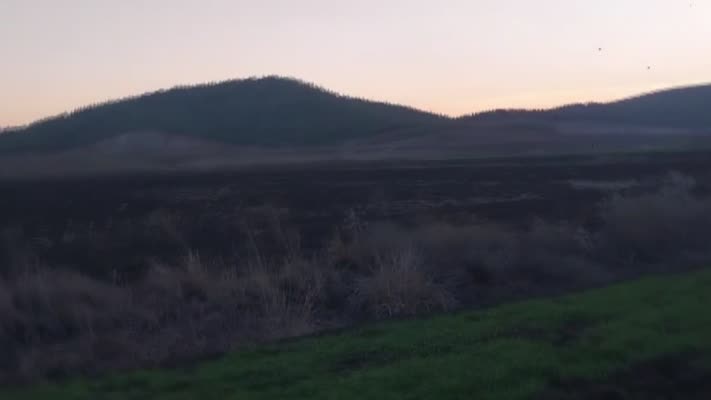 Çiftçiler, yaban domuzlarını uzak tutmak için gece nöbetinde