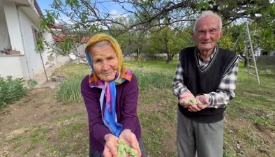 Doğuda kış etkisini sürerken , Datça’da mevsimin ilk çağla hasadı başladı