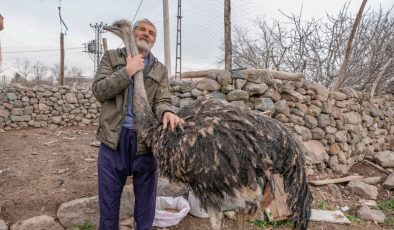 Diyarbakır’da Kaçan deve kuşu sahibine geri döndü