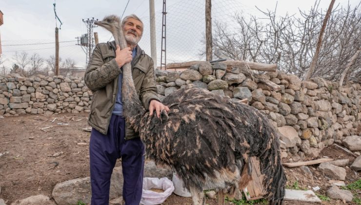 Diyarbakır’da Kaçan deve kuşu sahibine geri döndü