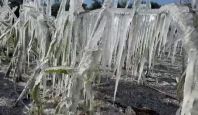 Soğuk hava ejder meyvesi bahçesini dondurdu