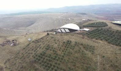 Göbeklitepe’deki zeytin ağaçları yeni yerine taşınıyor