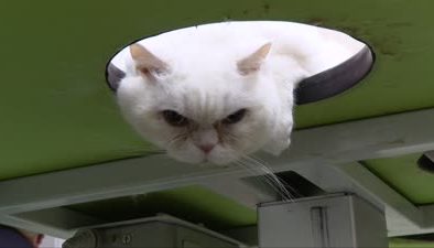 Doğuştan kalp hastası kedi Lucy’ye ömür boyu özel bakım