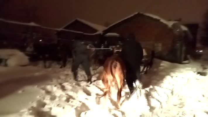 Kar nedeniyle çöken ahır çatısının altında kalan hayvanlar kurtarıldı