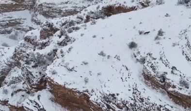 Karla kaplı dağlarda yaban keçileri ve kurt birlikte görüntülendi