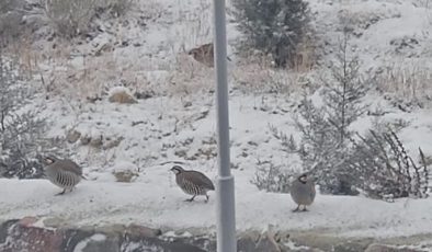 Kar altında yiyecek arayan keklikler objektiflere yansıdı