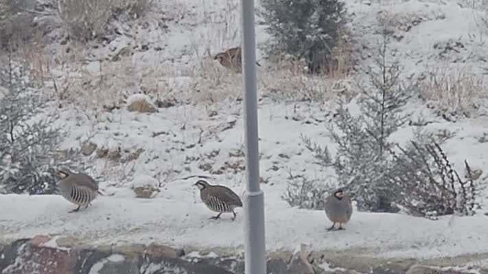 Kar altında yiyecek arayan keklikler objektiflere yansıdı