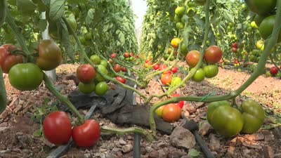 Finike ve Kumluca’nın domatesleri, aroması ve dayanıklılığıyla fark yaratıyor