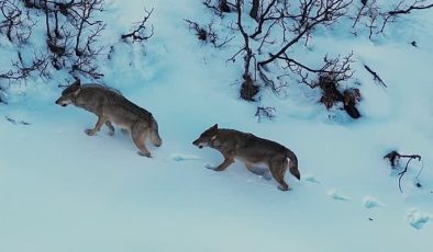 Munzur Vadisi’nde sürü halinde gezen kurtlar görüntülendi