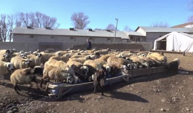 Muşlu besici, hayvancılıkta büyük başarı yakaladı