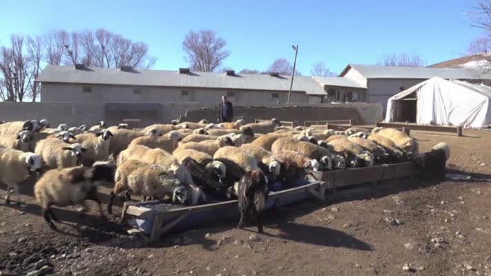 Muşlu besici, hayvancılıkta büyük başarı yakaladı