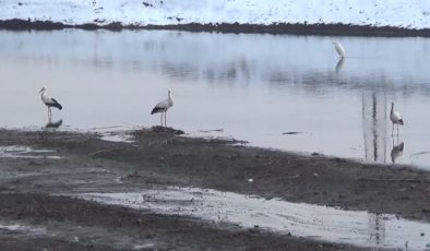Muş’ta leylekler göç etmedi, kışı geçirmeye devam ediyor