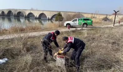 Muş’ta uçmayan balaban bulundu, tedavi süreci başladı