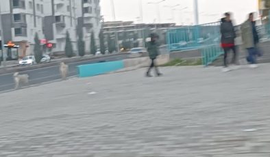 Vatandaş Tepkili: “Sokak köpeklerinin çocuklarımızı parçalamasına göz yumuluyor”