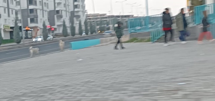 Vatandaş Tepkili: “Sokak köpeklerinin çocuklarımızı parçalamasına göz yumuluyor”