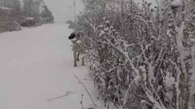 Doğu Anadolu’da dondurucu soğuklar, kar kalınlığı 30 cm’ye ulaştı