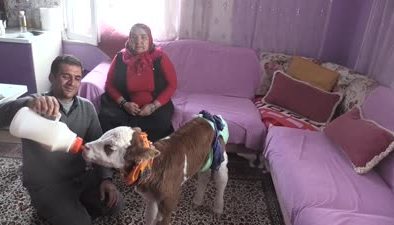Üşüyen buzağıya evde bakım: Mutfakta geziyor, bezleniyor