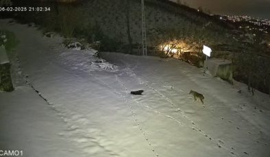 Yomra’da aç kalan kurt ve çakal yerleşim yerine indi