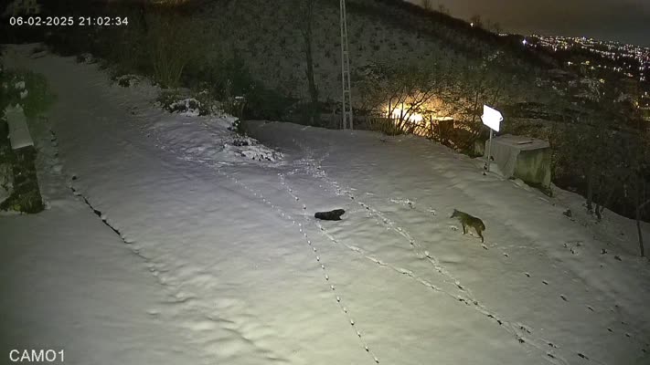 Yomra’da aç kalan kurt ve çakal yerleşim yerine indi