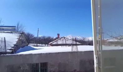 Yiyecek bulamayan tilki mahalleye indi