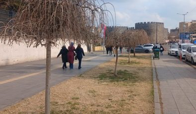 Refüjlerdeki ağaçların bakımı tamamlandı