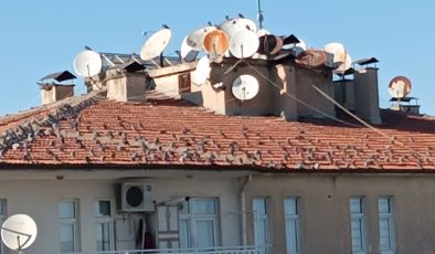 Soğuk havalarda çatılar Kuşların Meskeni oldu