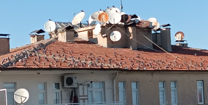 Soğuk havalarda çatılar Kuşların Meskeni oldu