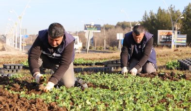 Diyarbakır’da çiçeklendirme çalışmaları devam ediyor